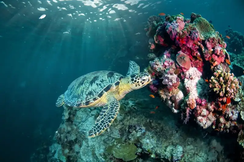 Scuba diving at Sipadan Island wall dive site